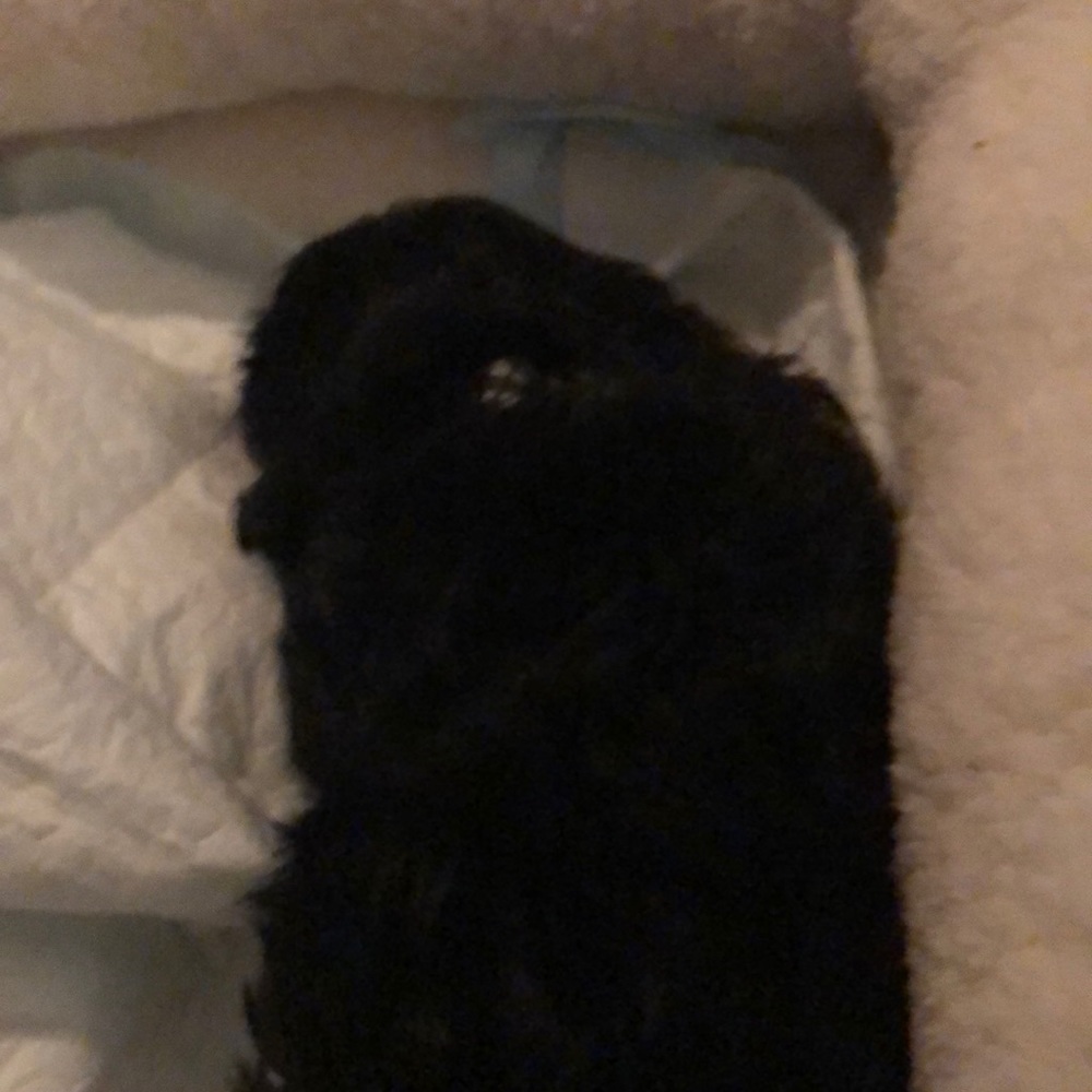 Meet your Posher, Julie